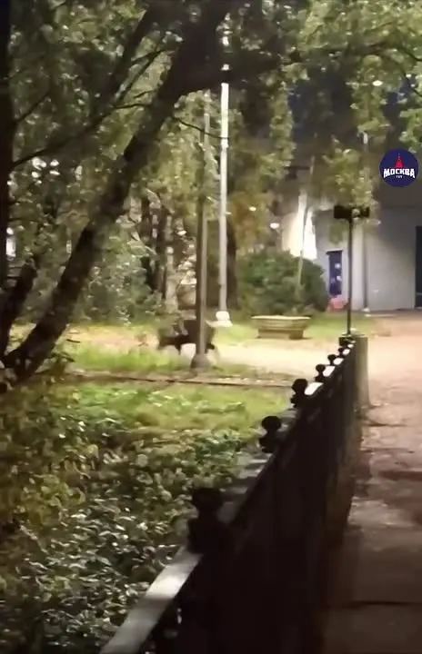 Обложка видео