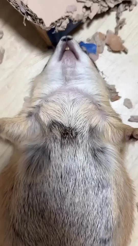 Обложка видео
