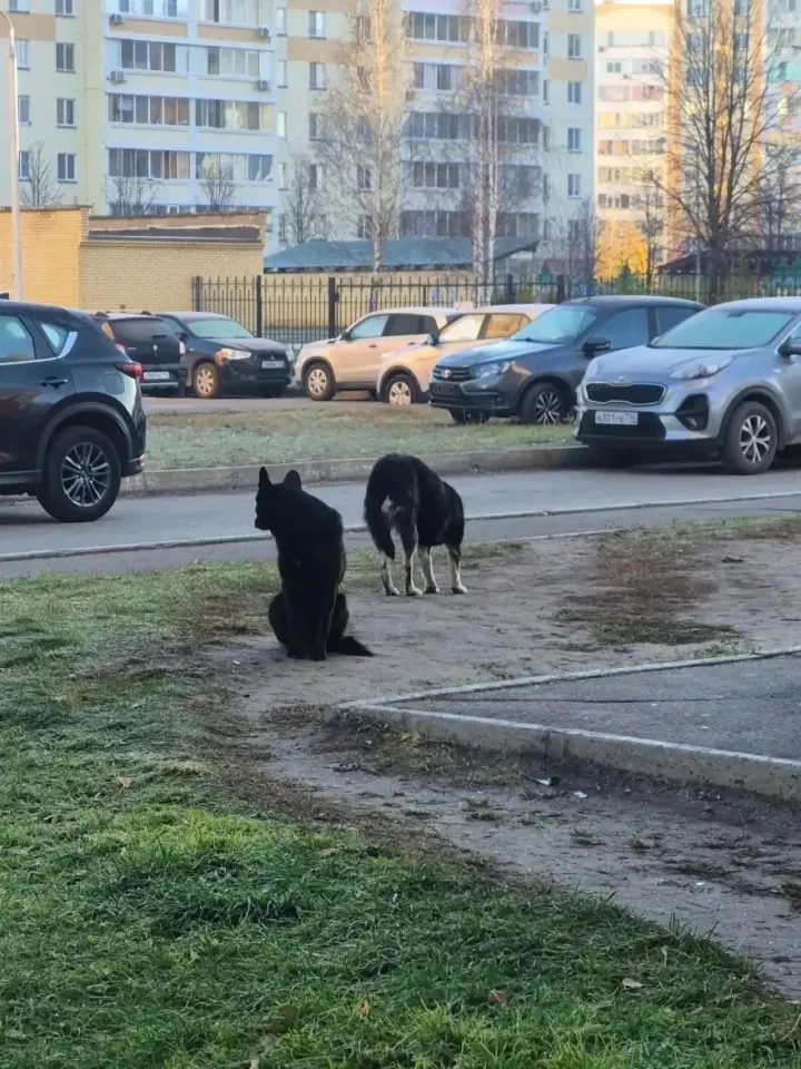 Фото из поста