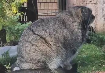 Обложка видео