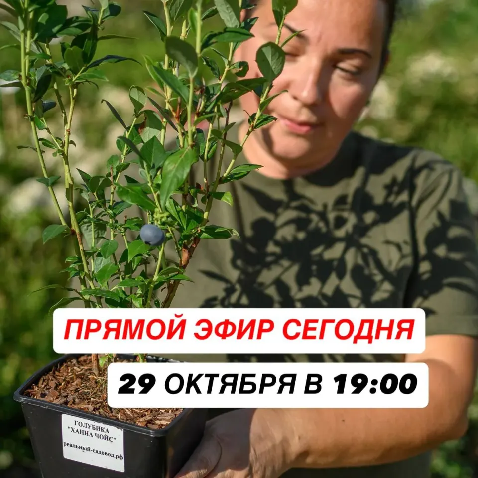 Фото из поста