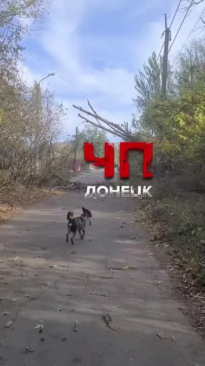 Обложка видео