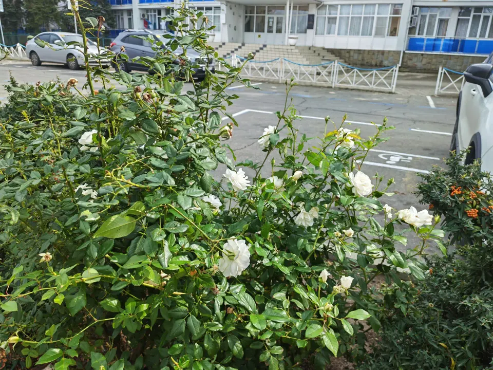 Фото из поста