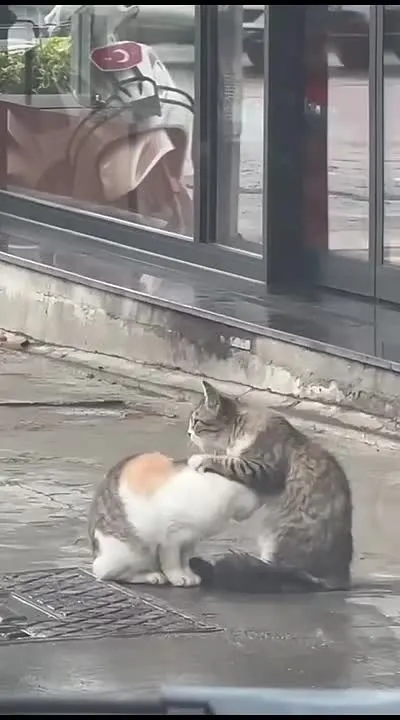 Обложка видео