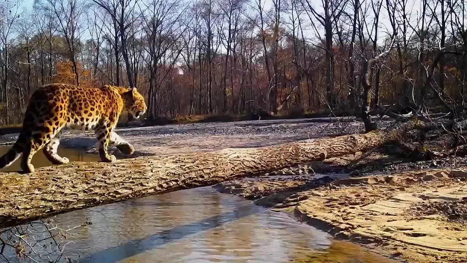 Обложка видео