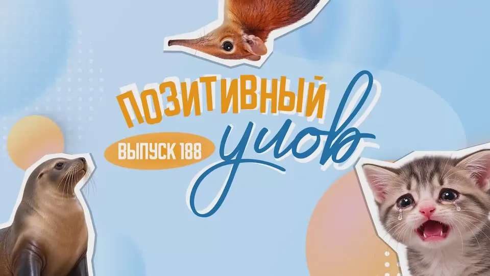 Обложка видео