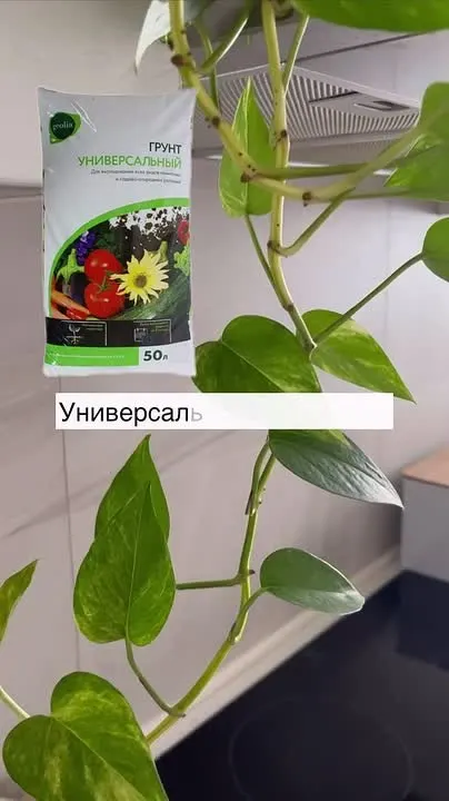 Обложка видео