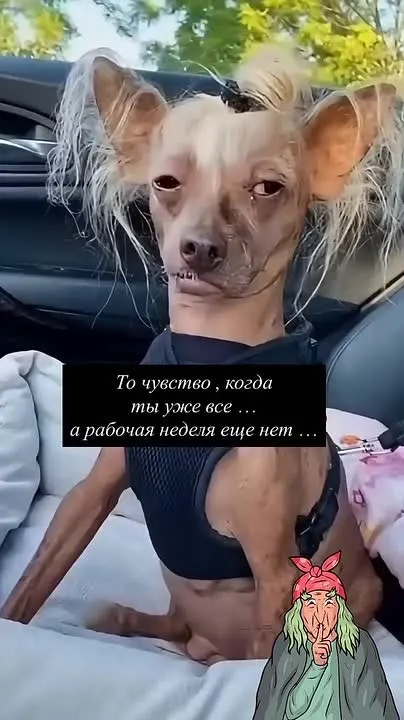 Обложка видео