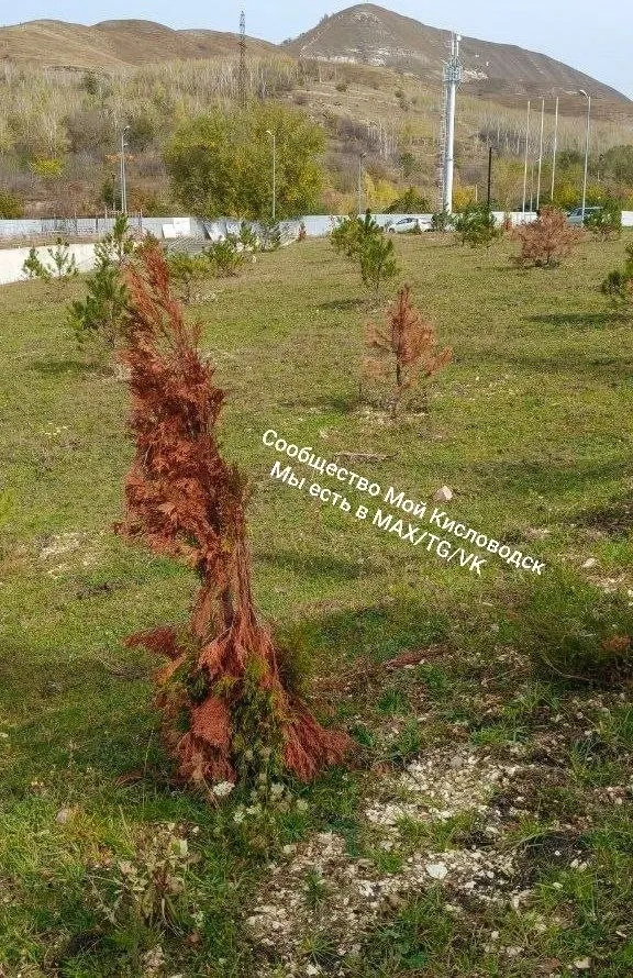 Фото из поста