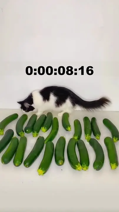 Обложка видео