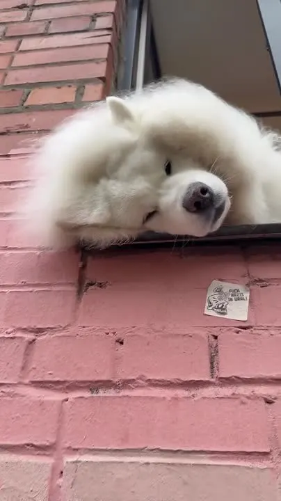 Обложка видео