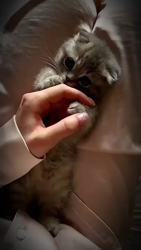 Обложка видео