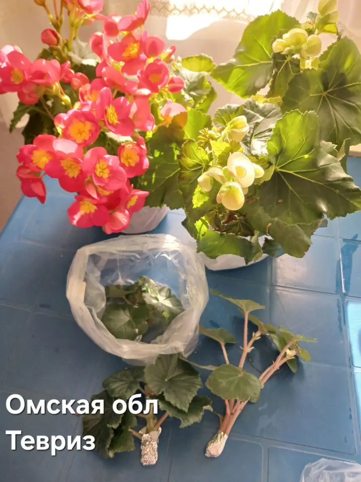 Фото из поста