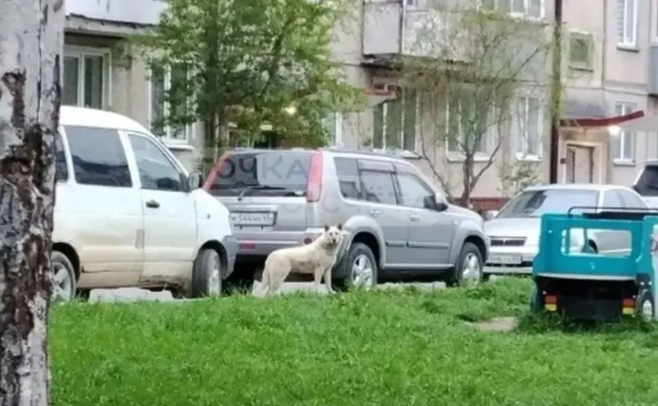 Фото из поста