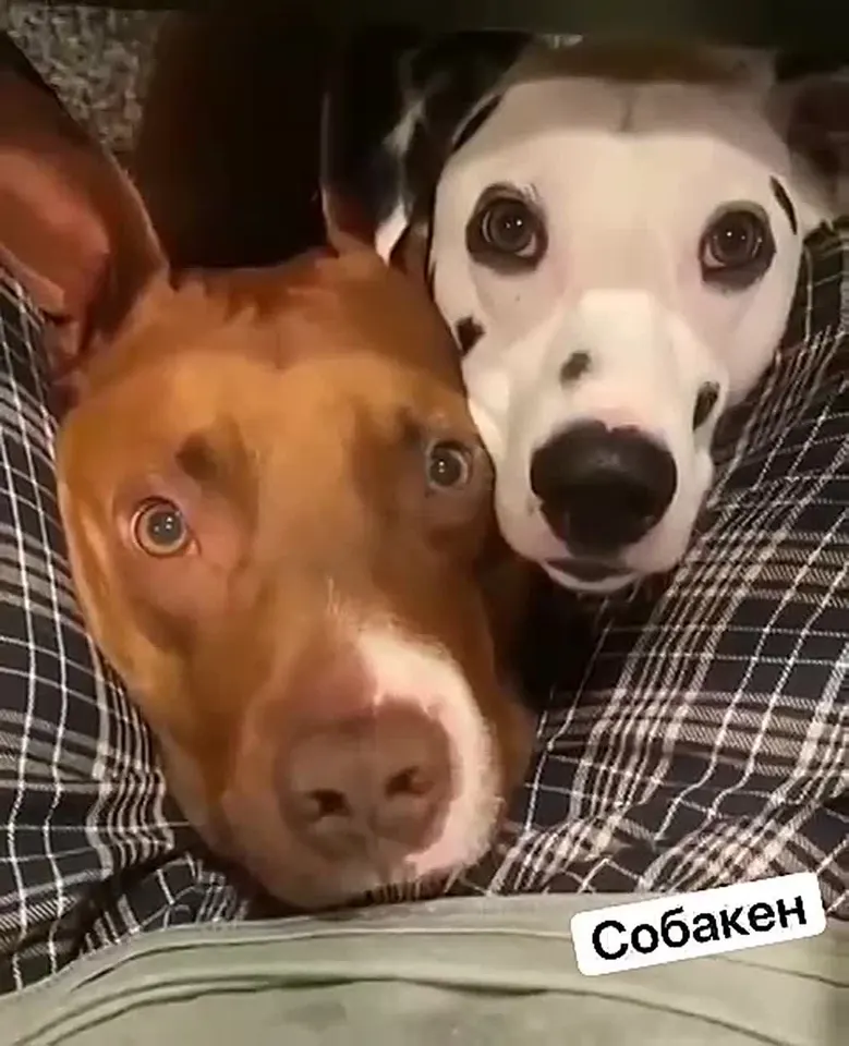 Обложка видео