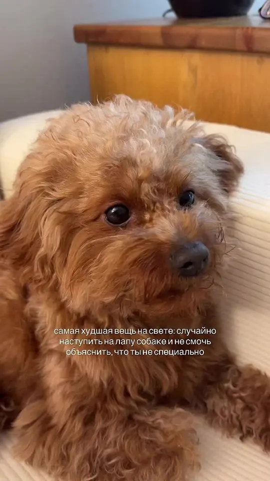 Обложка видео