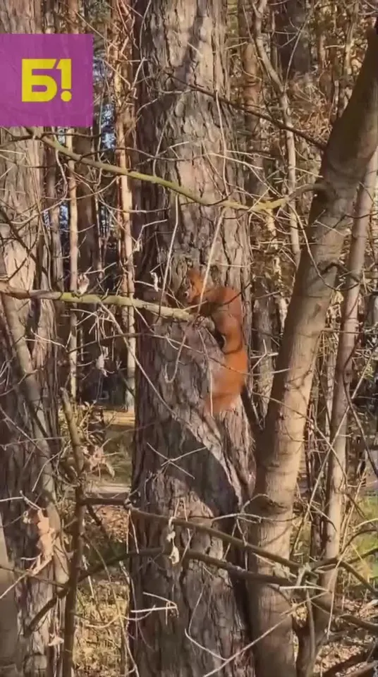 Обложка видео