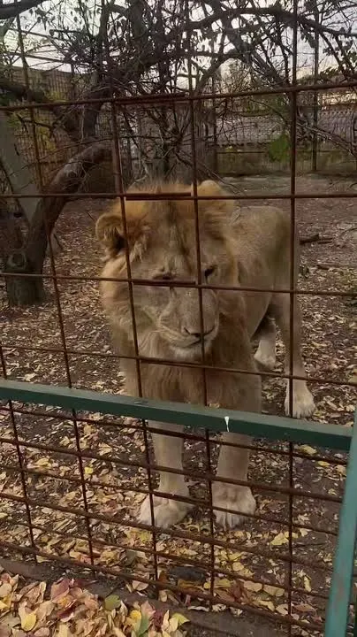 Обложка видео