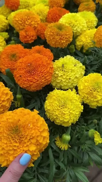 Обложка видео