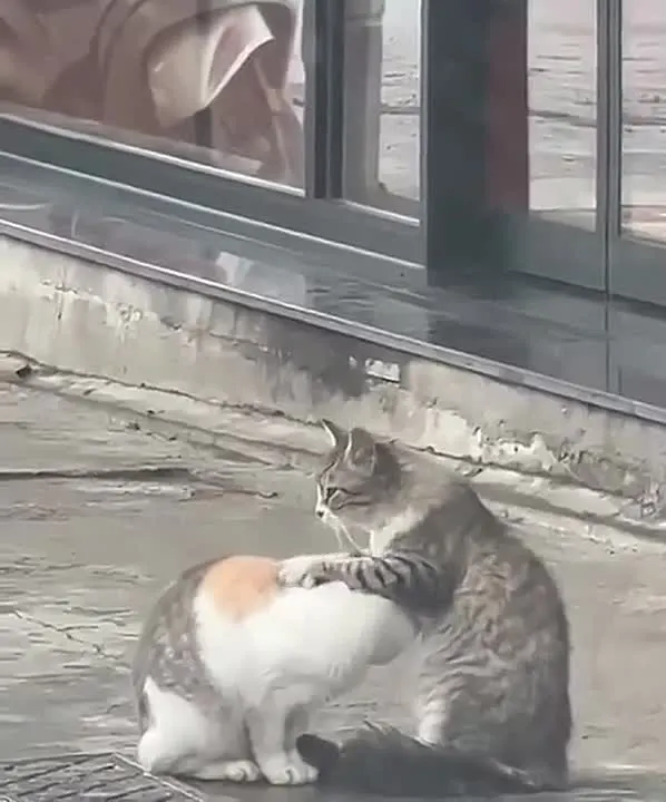 Обложка видео