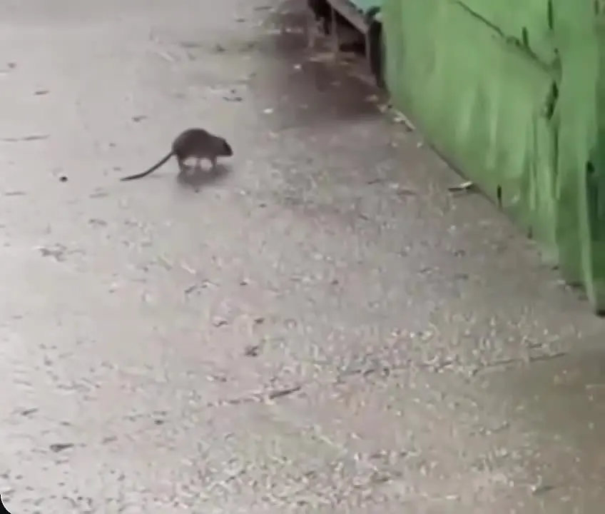 Обложка видео