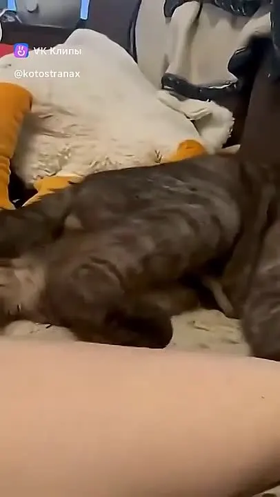 Обложка видео