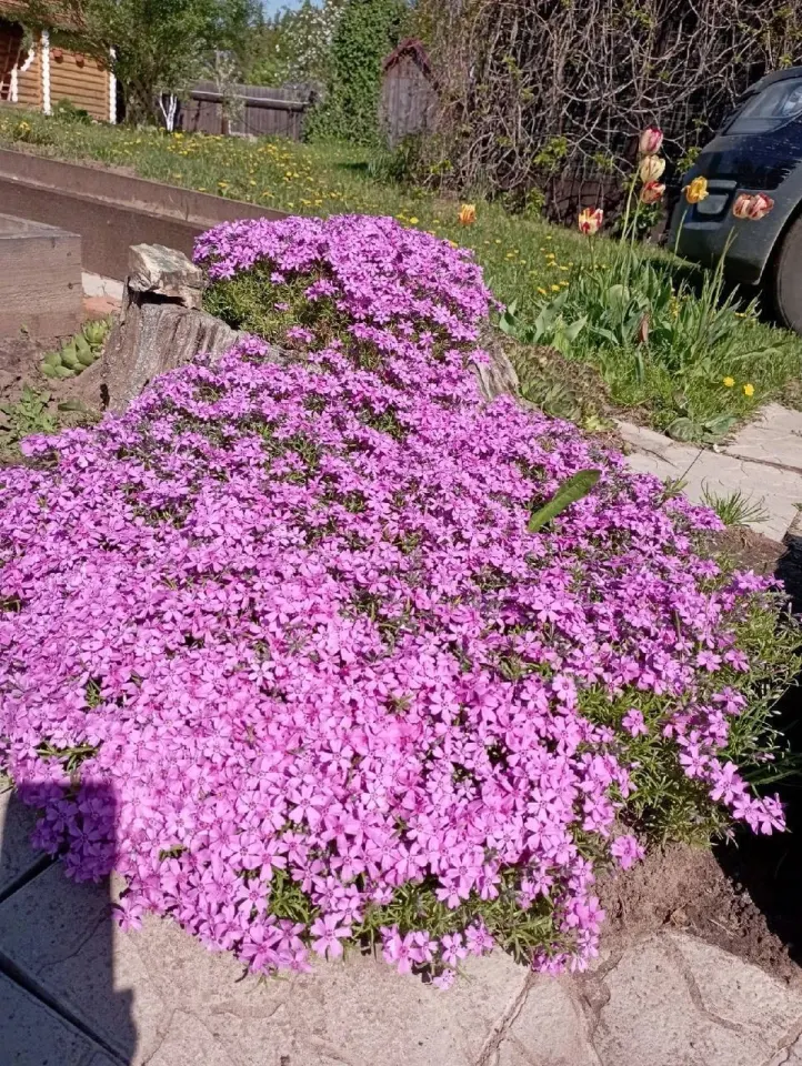 Фото из поста