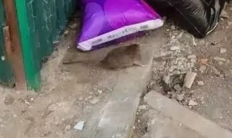Фото из поста