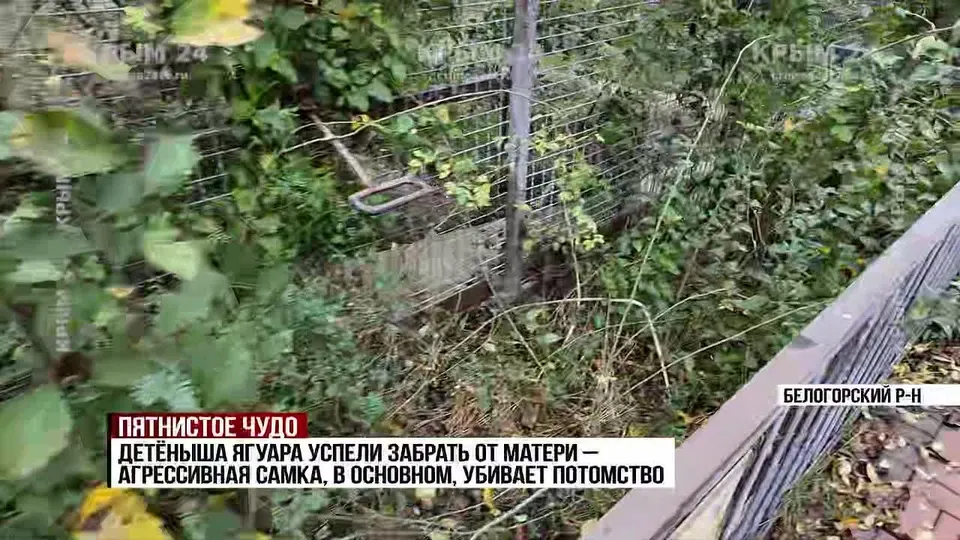 Обложка видео