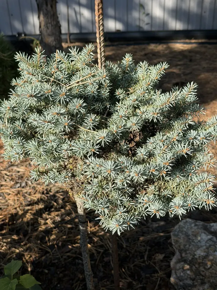 Фото из поста