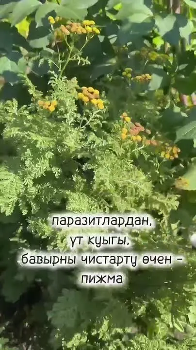 Обложка видео