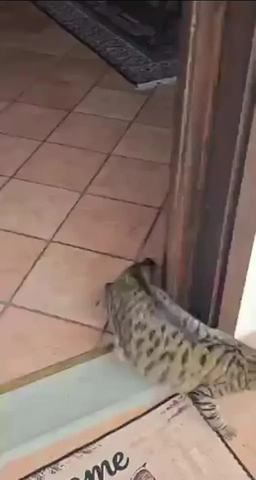Обложка видео