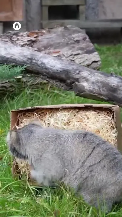 Обложка видео