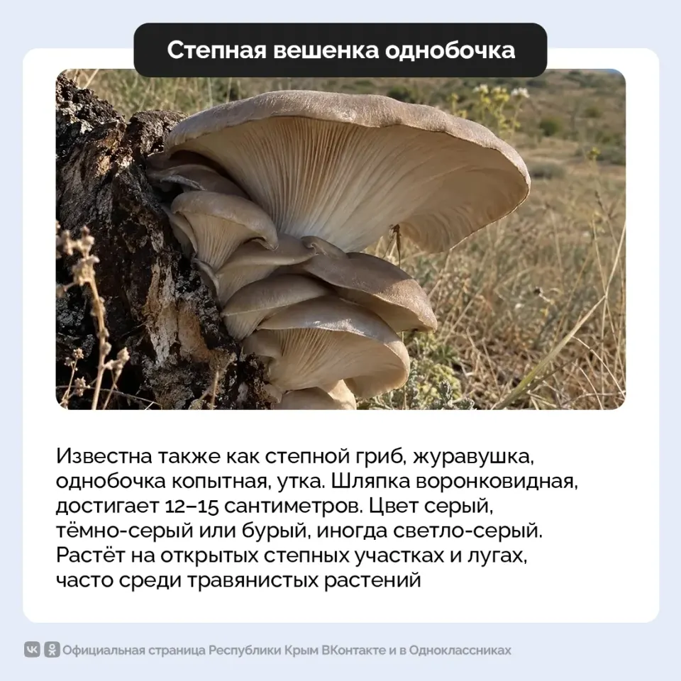 Фото из поста