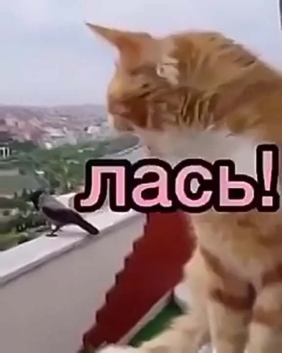 Обложка видео