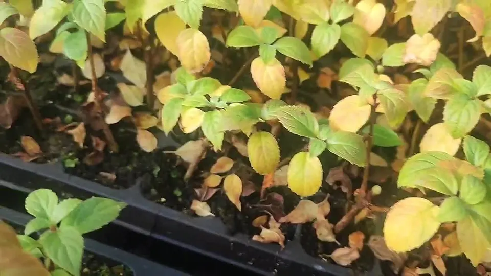 Обложка видео