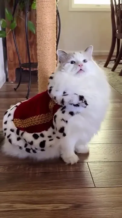 Обложка видео