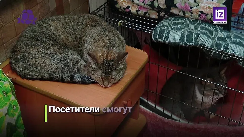 Обложка видео