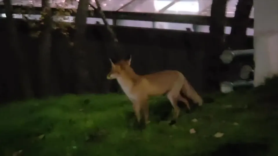 Обложка видео
