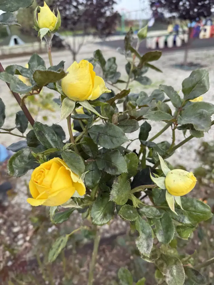 Фото из поста