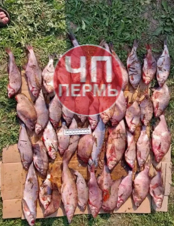 Фото из поста
