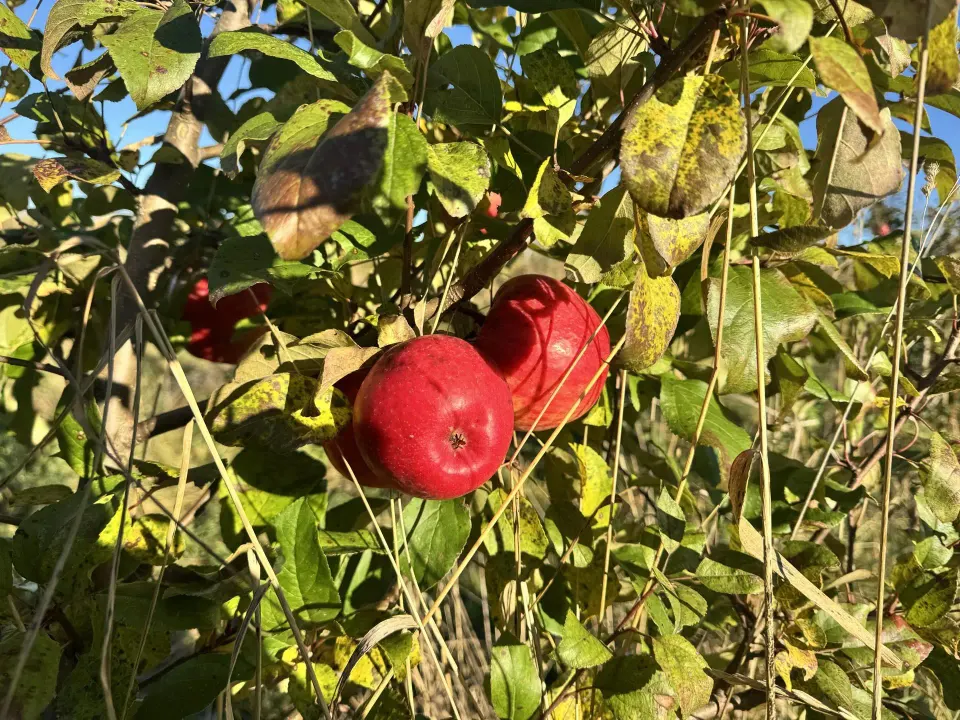 Фото из поста