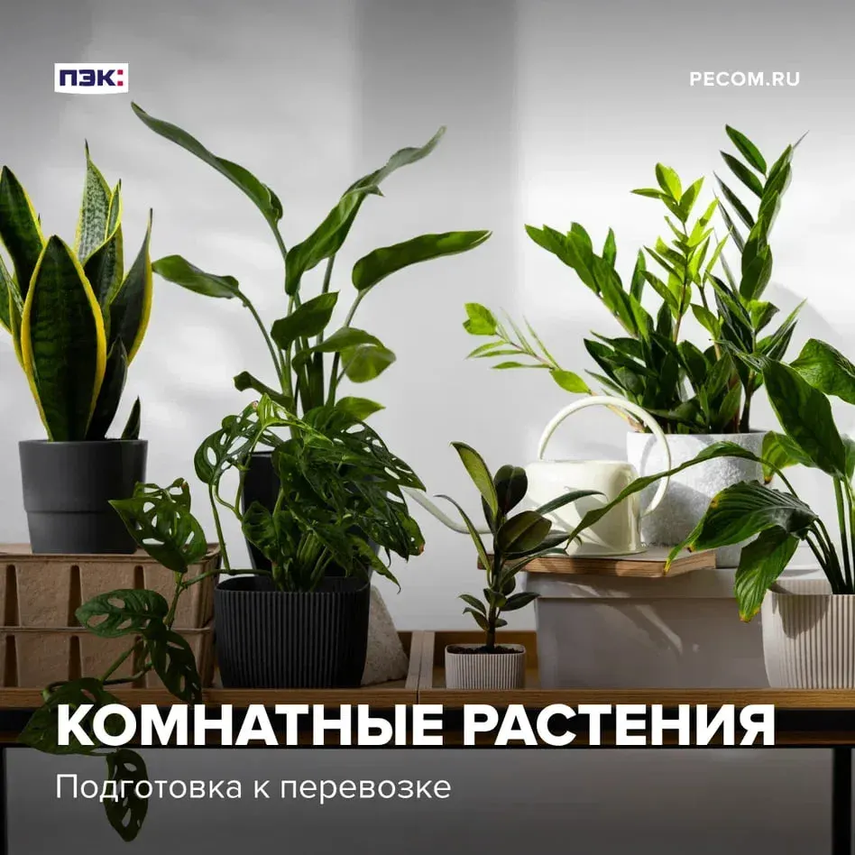 Фото из поста