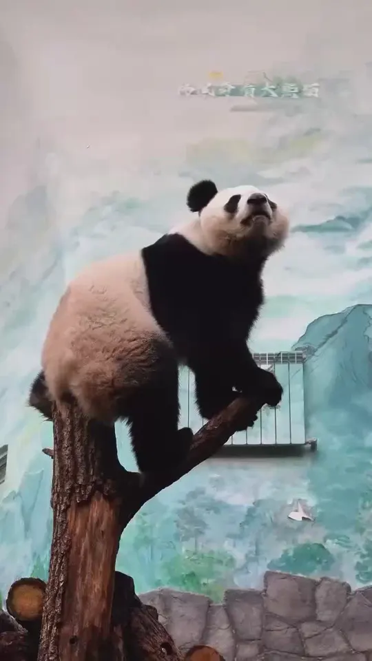Обложка видео