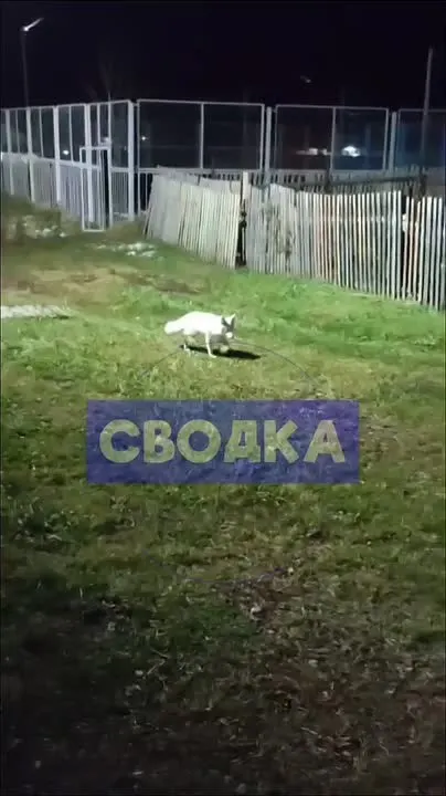 Обложка видео