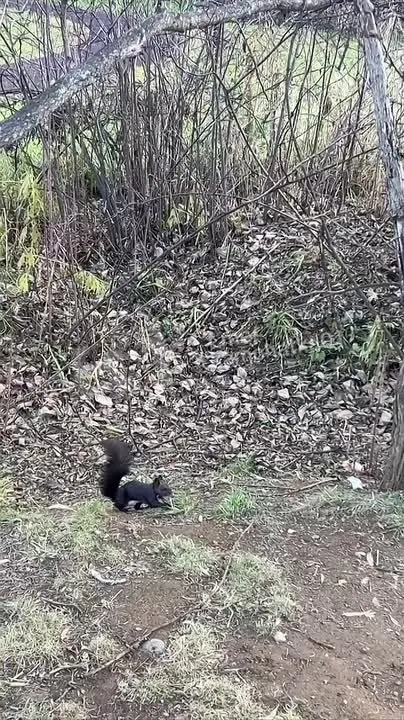 Обложка видео