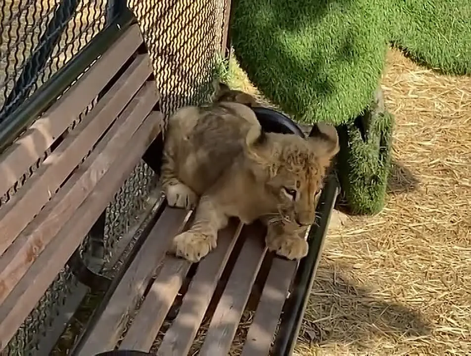 Обложка видео