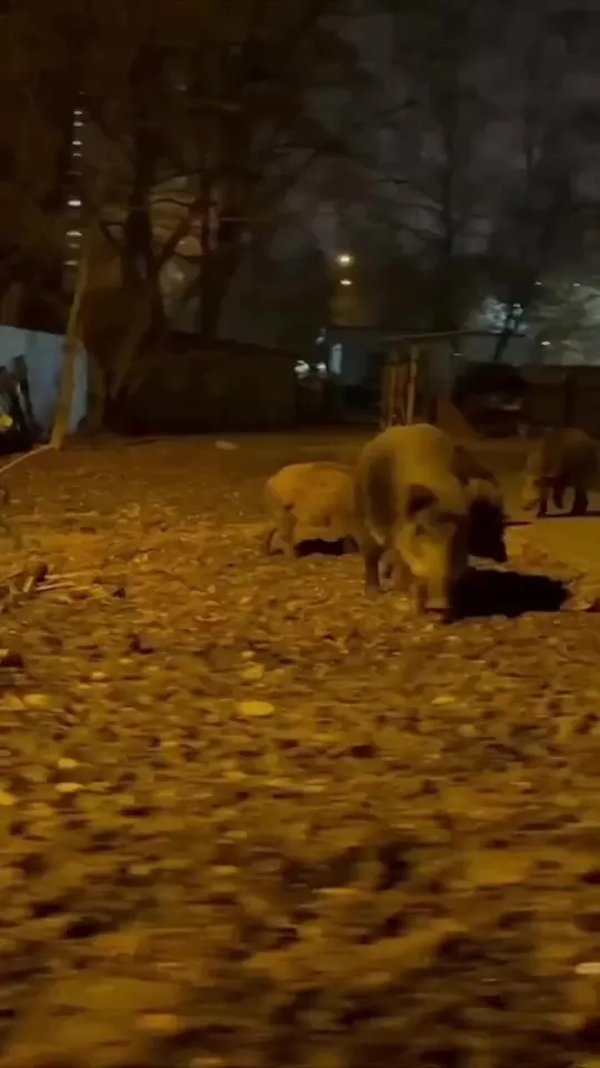 Обложка видео