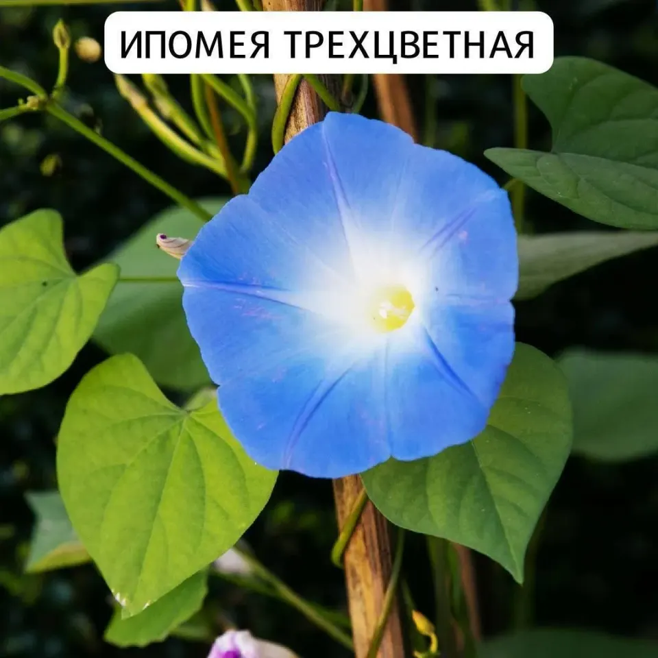 Фото из поста