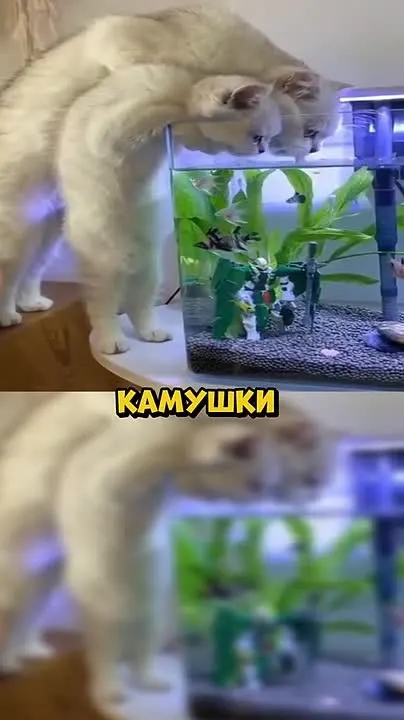 Обложка видео